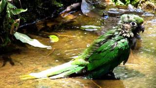 Maroonbellied Parakeet Bath Pyrrhura frontalis frontalis [upl. by Einwahr813]