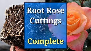 Grow Roses from Cuttings Complete Guide [upl. by Otrebide]