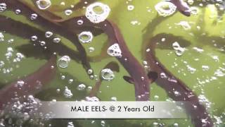 How To Grow Eels EEL FARMING IN AUSTRALIA [upl. by Yruama]