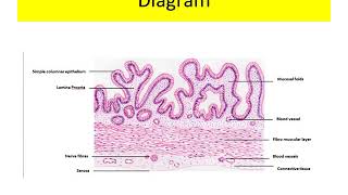 Histology of Gall Bladder [upl. by Calendre]