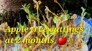 Second update on the apple tree and cuttings [upl. by Levitus502]