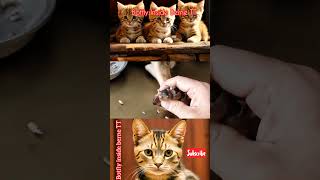 Cleaning mangoworms the animal with care cat kitten cutecat pets [upl. by Sheela]