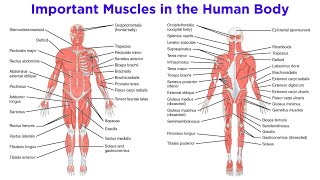 The Muscular System [upl. by Yokoyama681]