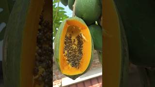 papaya cutting shortvideo [upl. by Dale]