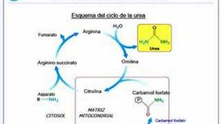 Catabolismo Proteico [upl. by Ernestus]