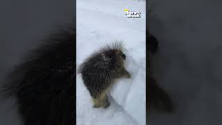 Woman Frees Porcupine Trapped in Snow  Hero of the Week [upl. by Kalikow]