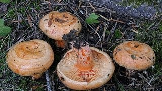 Cueillette Champignons dans le Var [upl. by Leruj]