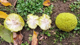 Osage Orange Maclura pomifera the Fruit of the Giant Sloth [upl. by Grosz]