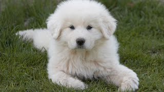 Socializing Your Great Pyrenees Key Steps [upl. by Scever]