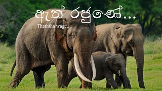 Thaththa wage  ඇත් රජුණේ  Harshana Dissanayake Pinnawala Elephant Orphanage [upl. by Angus374]