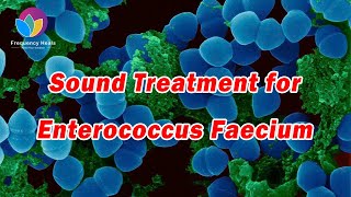 Enterococcus Faecium Treatment丨Boost Immunity丨Healing Frequency丨Reduce Bacterial Infections [upl. by Jeaz83]