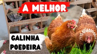 Como escolher a melhor raça ou linhagem de galinhas Poedeiras [upl. by Bernadette]