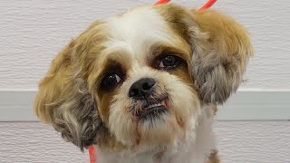 Vicious Shih Tzu groomers refuse to work on [upl. by Maitland]