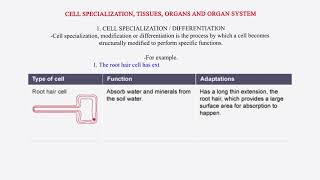 Cell specialization  tissues organs and organ system [upl. by Pozzy707]