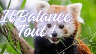 Il Balance Touttarots voyance humour [upl. by Anecusa431]