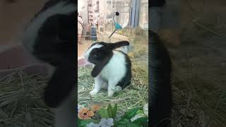 Year of the rabbit so cute 🥰🥰shortvideoyt [upl. by Chor451]