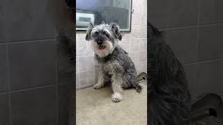 Schnoodle SchnauzerPoodle dog breed Before amp After grooming transformation video dog grooming [upl. by Fredericka649]