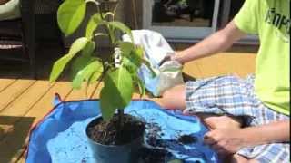 Indian Banyan Tree Update and Repot  Ficus benghalensis [upl. by Anelliw124]