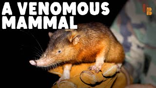 How The Solenodon Became Venomous [upl. by Johnathon526]