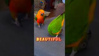 Cute Funny Parrot Moments 😂🥰 shotrs birds parrot funny cute youtubeshorts [upl. by Benedetto]