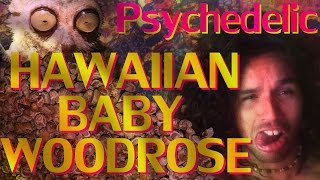 Hawaiian Baby Woodrose Seeds HBWR Legal High Psychedelic trip report Experience [upl. by Parthena961]