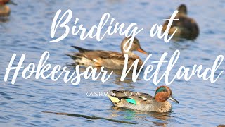 Hokersar Wetland Kashmir India  A Unique Bird Watching Experience [upl. by Draillih]