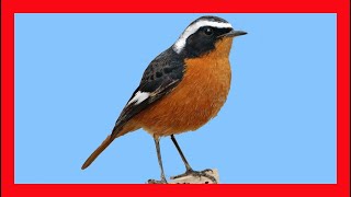 Moussiers Redstart Song Call Sound Singing  Colirrojo Diademado Canto  Phoenicurus Moussieri [upl. by Krasnoff273]