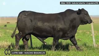 Lote 56B M Brangus 5895 [upl. by Henriha]