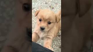 Barking 🤫 puppy puppyentertainment dog cute doglover puppydog youtubeshorts shortvideo [upl. by Nymzaj344]