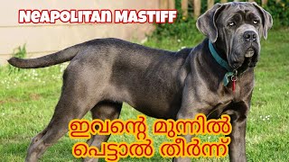 Neapolitan Mastiff Malayalam Palakkadan pets [upl. by Fernand]