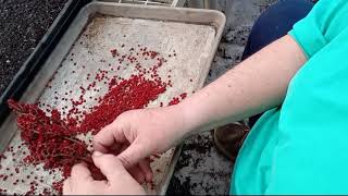 Planting Staghorn Sumac Seeds [upl. by Ynelram]