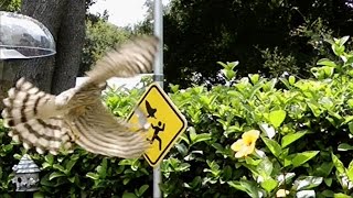 Hawk Attacks Finch FYV [upl. by Honeywell]