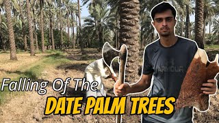 Khajoor Ko Kaise Giraya Jata Hai  Falling Of Date Palm Trees  Desi Vibes agriculture dailyvlogs [upl. by Nalyad494]