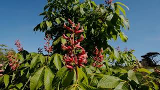 Aesculus  Horse Chestnuts in flower  Caerhays [upl. by Souza]