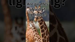 Are giraffes afraid of lightning [upl. by Irac]