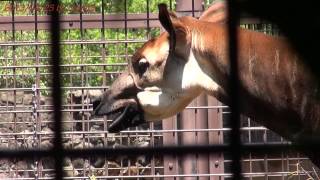 Japan Trip 2013 Tokyo Okapi in Ueno Zoo 429 [upl. by Alexa]