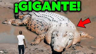 TOP 10 ANIMALES Más Grandes De Su ESPECIE 🐠 [upl. by Abbott865]