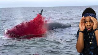 dead whale explodes on camera [upl. by Ahsikel955]