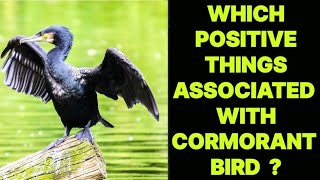 WHICH POSITIVE THINGS ASSOCIATED WITH THE CORMORANT BIRD [upl. by Harriman]