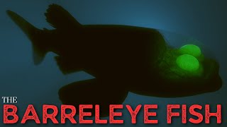 The Barreleye Fish  Spookfish [upl. by Idnem312]