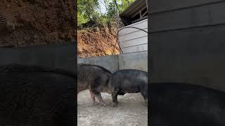 shorts pig wildboar minipig piggy pigs piglife minipigs piglove cutepig piglet [upl. by Alemrac]