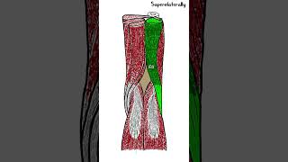 Popliteal fossa  Anatomy  shorts [upl. by Ettelohcin428]