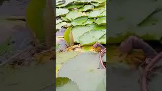 Sarther somporko na thaka e valo subscribe nature love [upl. by Kjersti]