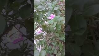 Sadabahar ka paudha plants terracegarde gardening youtubeshort [upl. by Nnyltiak397]