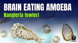 Naegleria fowleri  Brain eating amoeba  How to stay safe [upl. by Nylirak242]