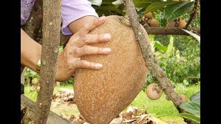 Sapodilla Fruit  mamey pouteria sapota [upl. by Hceicjow]