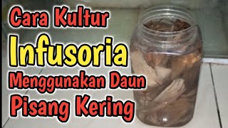 Kultur infusoria menggunakan daun pisang kering [upl. by Nosreve]