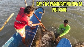 DAY 2 NG PAGLILIPAT NG ISDA SA FISH CAGE ANDAMI NATING HINAKOT NA BIGHEAD CARP [upl. by Nennahs]