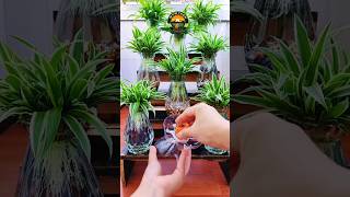 indoor plants bottle decoration indoorplants plantscare bottleplanter shortsfeed [upl. by Leal]