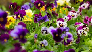 Lots of Pansy And Viola Growing TipsVideo Growing Guide [upl. by Lemkul]